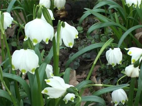 Museum Insel Hombroich : Märzenbecherblüte im Frühjahr